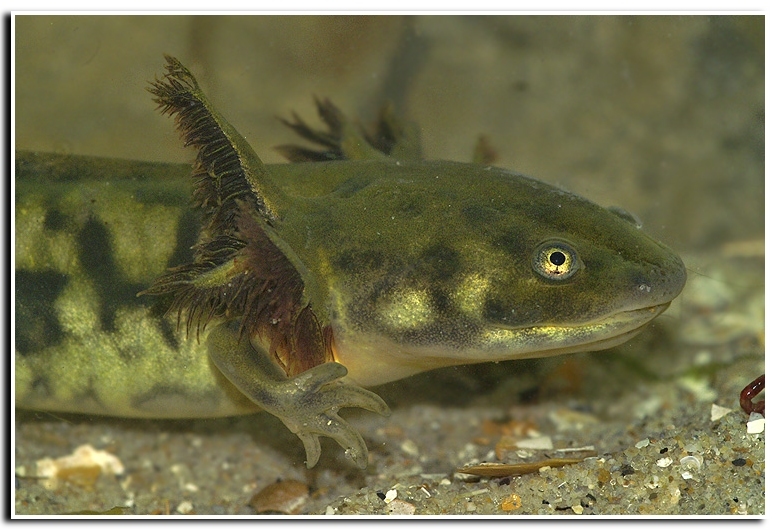 Image of Barred Tiger Salamander