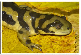 Image of Barred Tiger Salamander