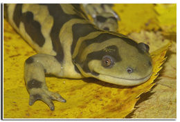 Image of Barred Tiger Salamander