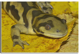 Image de Ambystoma mavortium Baird 1850