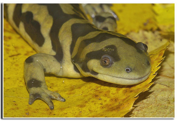 Image of Barred Tiger Salamander