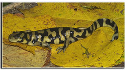 Image of Barred Tiger Salamander