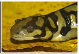 Image of Barred Tiger Salamander