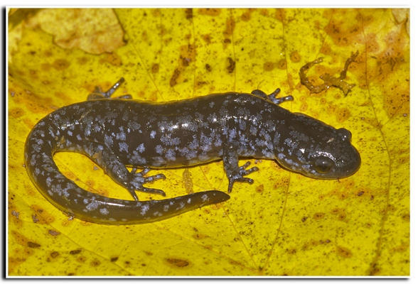 Слика од Ambystoma laterale Hallowell 1856