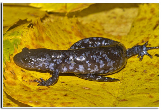 Imagem de Ambystoma laterale Hallowell 1856