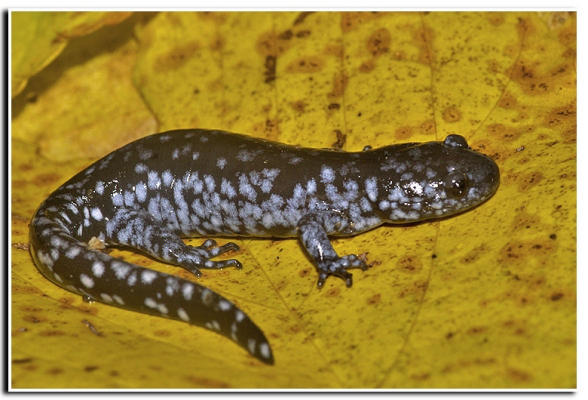 Слика од Ambystoma laterale Hallowell 1856