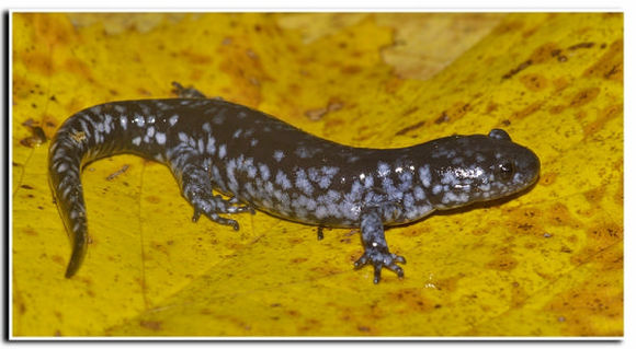 صورة Ambystoma laterale Hallowell 1856