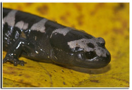 Image of Marbled Salamander