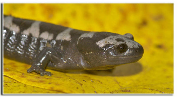 Image of Marbled Salamander