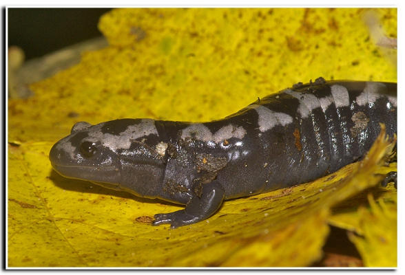 Image of Marbled Salamander