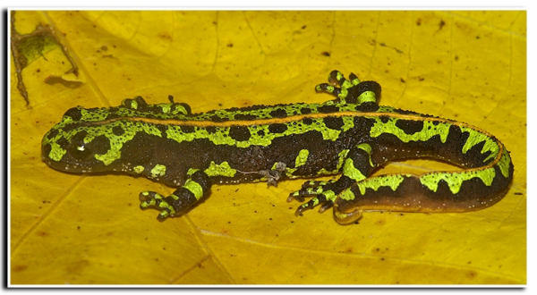 Triturus marmoratus (Latreille 1800) resmi