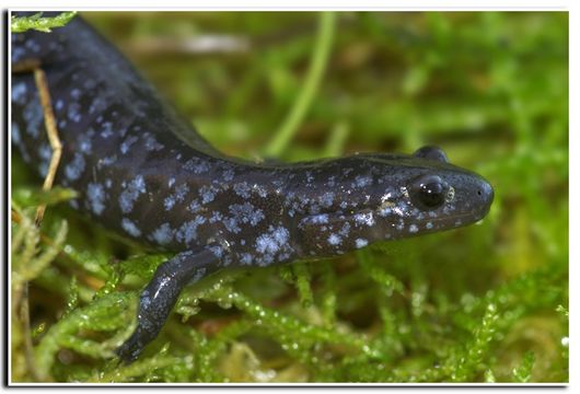 صورة Ambystoma laterale Hallowell 1856