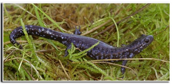 صورة Ambystoma laterale Hallowell 1856