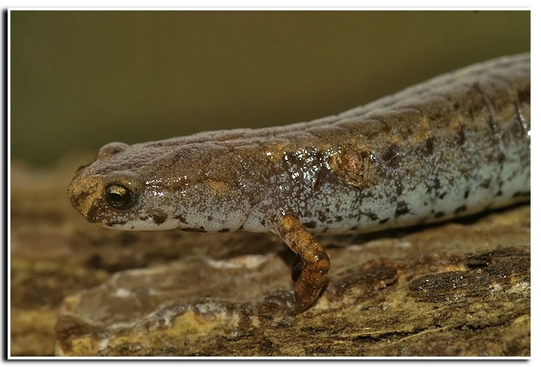 Image of Four-toed Salamander