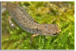 Image of Four-toed Salamander