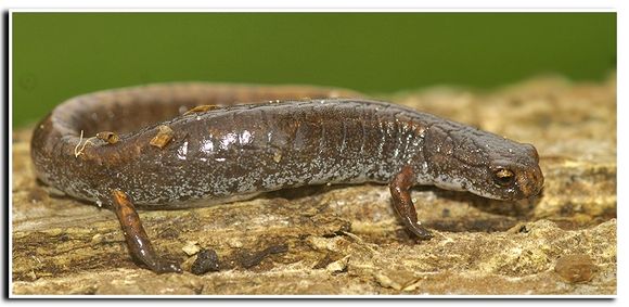 Image of Four-toed Salamander