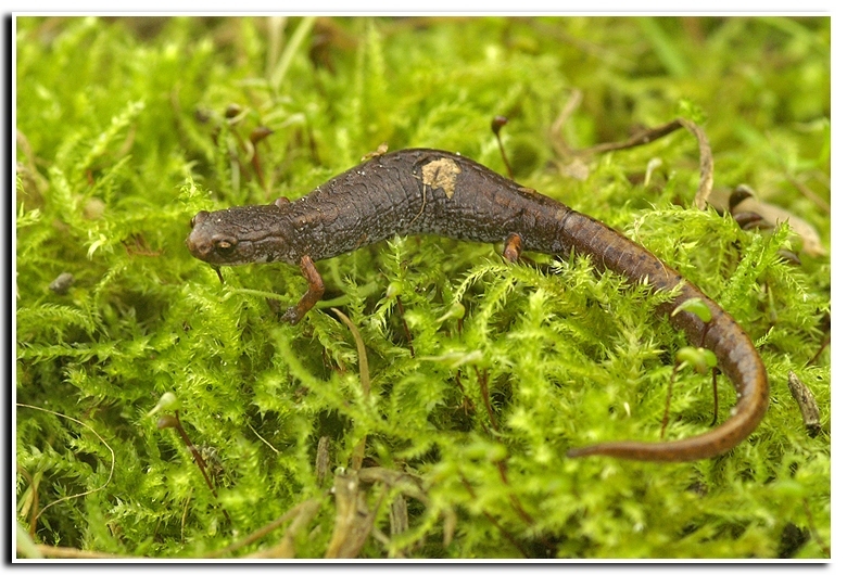 Image of Four-toed Salamander