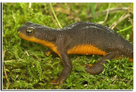 Image of Rough-skinned Newt