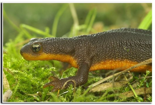 Image of Rough-skinned Newt