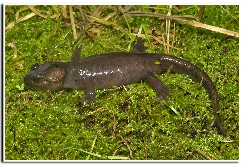 Image of Northwestern Salamander