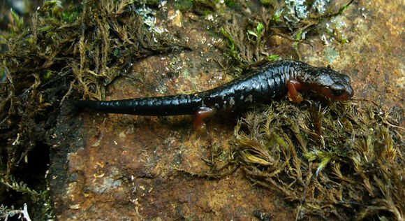 Image of Bolitoglossa pesrubra (Taylor 1952)