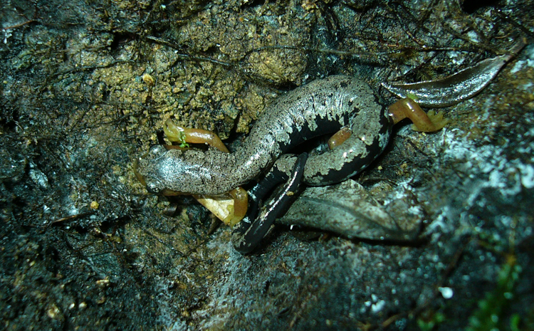 Image of Bolitoglossa pesrubra (Taylor 1952)