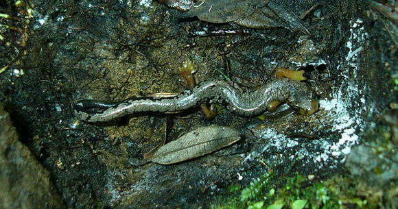 Image of Bolitoglossa pesrubra (Taylor 1952)