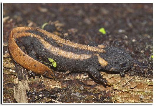 Image of Kweichow crocodile newt