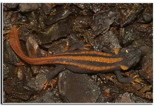 Image of Kweichow crocodile newt