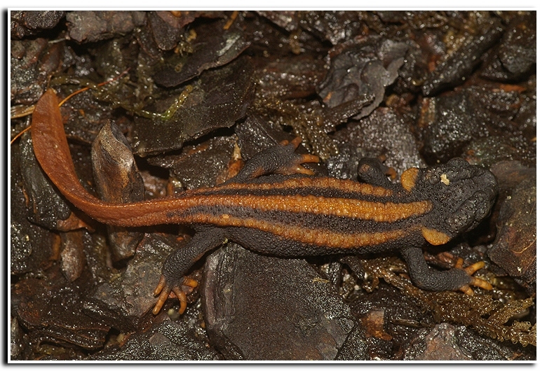 Image of Kweichow crocodile newt