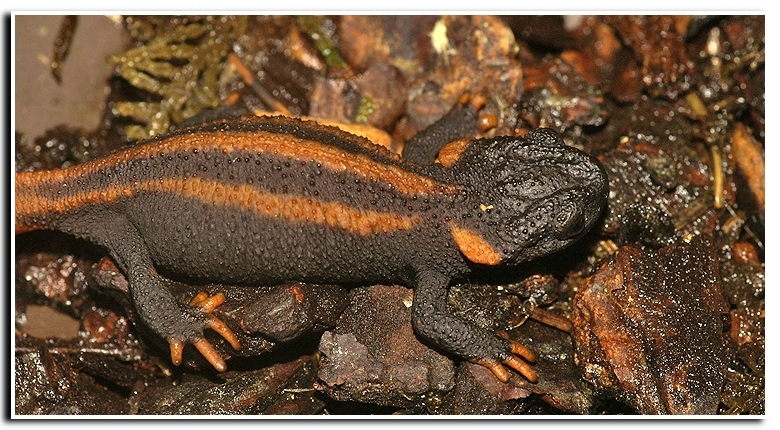 Image of Kweichow crocodile newt