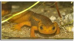 Image of Crocodile Newt