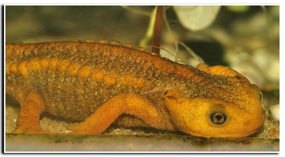 Image of Crocodile Newt