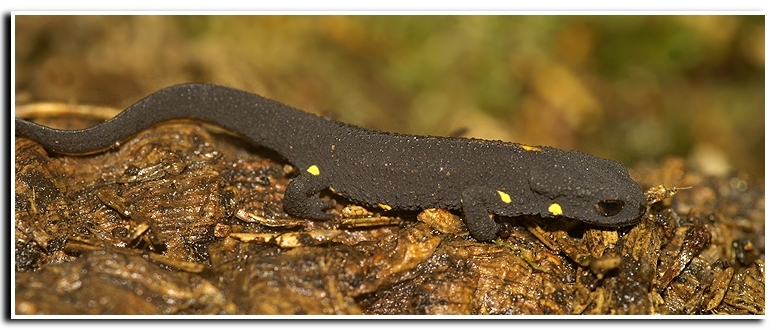 Image of Chinese Warty Newt