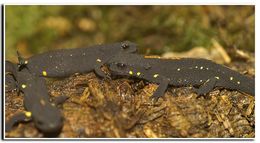 Image of Chinese Warty Newt