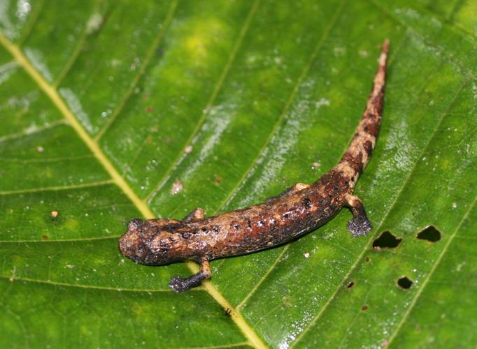 Imagem de Bolitoglossa dofleini (Werner 1903)