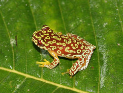Image of Brook frog