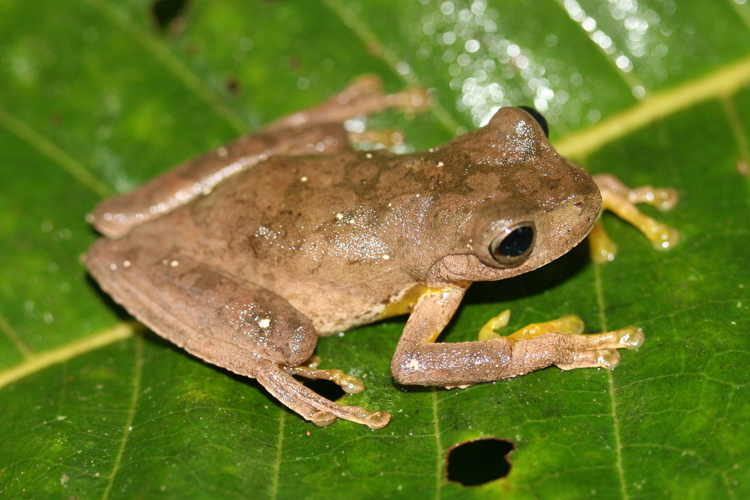 Image of Copan Stream Frog