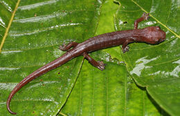 Image of Bolitoglossa dunni (Schmidt 1933)