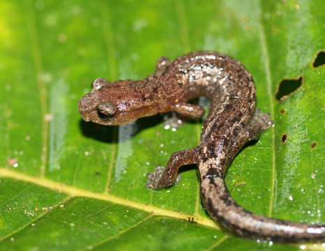 Image of Holy-mountain Salamander