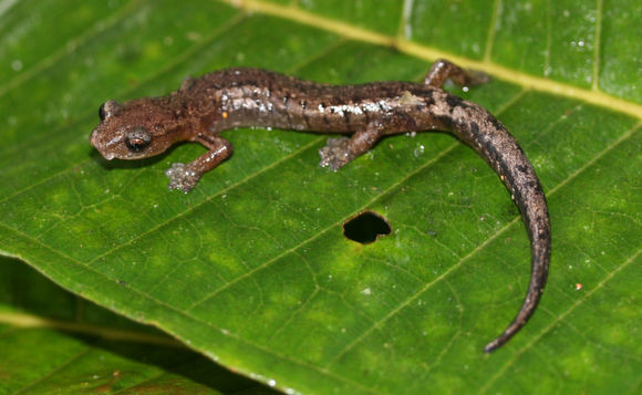 Image of Holy-mountain Salamander