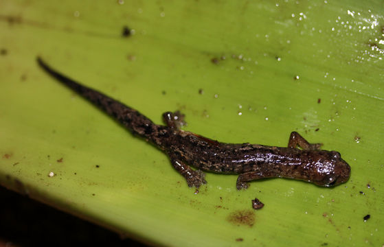 Image of Holy-mountain Salamander