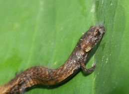 Image of Moss salamander