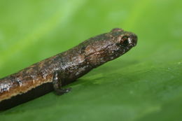 Image of Moss salamander