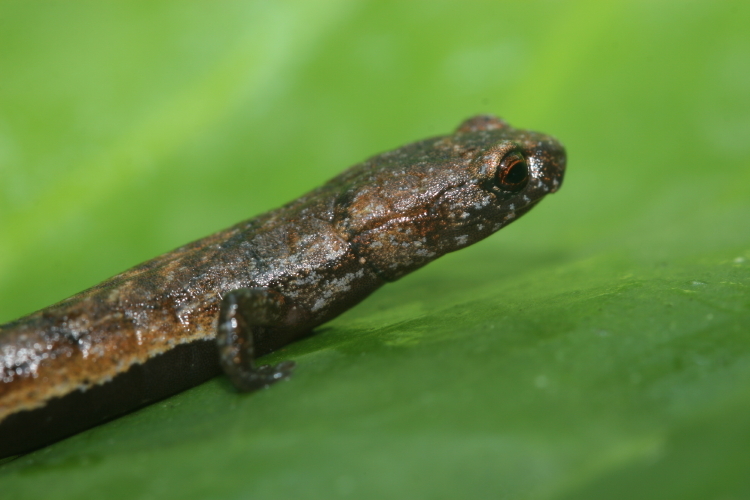 Image of Moss salamander