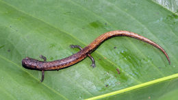 Image of Moss salamander