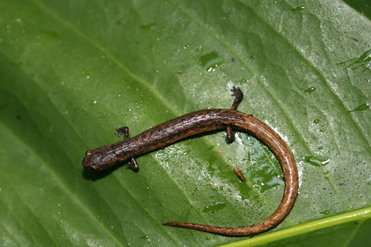 Image of Moss salamander