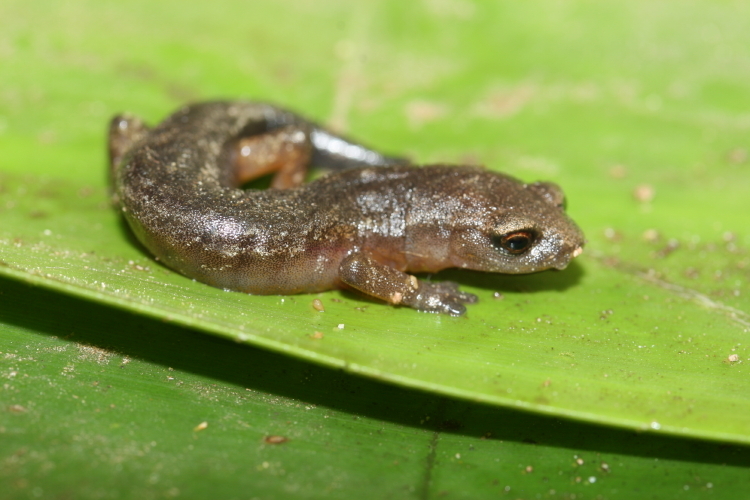 Image of Bolitoglossa synoria McCranie & Köhler 1999