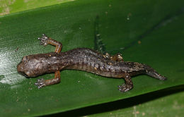 Image of Bolitoglossa synoria McCranie & Köhler 1999