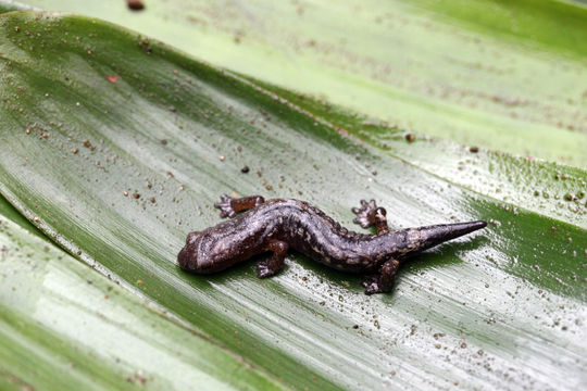 Imagem de Bolitoglossa synoria McCranie & Köhler 1999